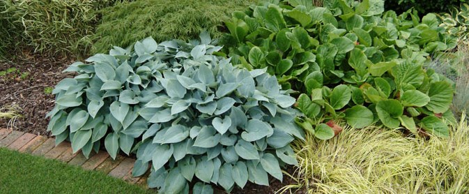 Hostas and grasses in a resident's garden border